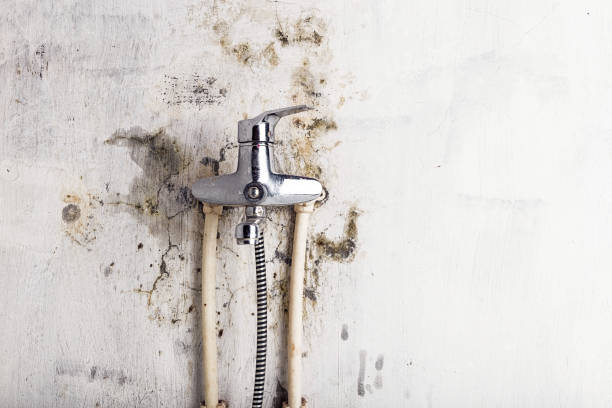 Best Mold Testing and Removal  in Morgantown, MS