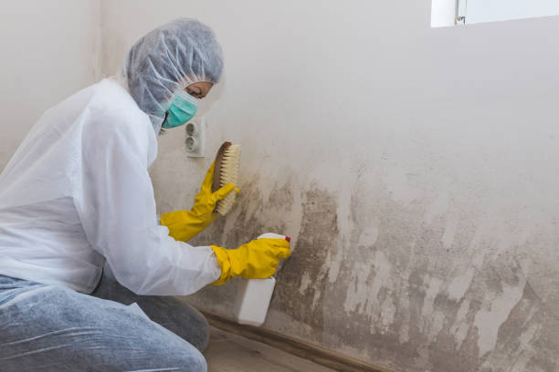 Best Mold Removal Process  in Morgantown, MS