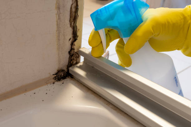 Best Local Mold Removal Service  in Morgantown, MS