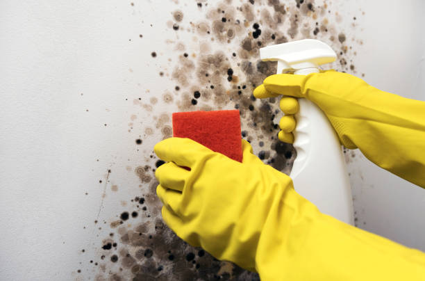 Home Mold Removal in Morgantown, MS