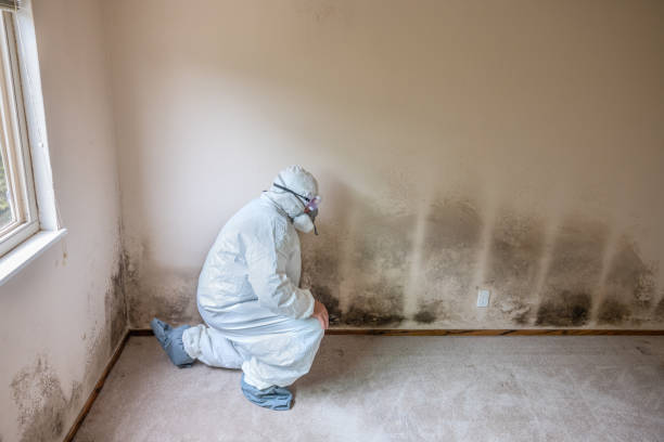 Best Mold Remediation  in Morgantown, MS