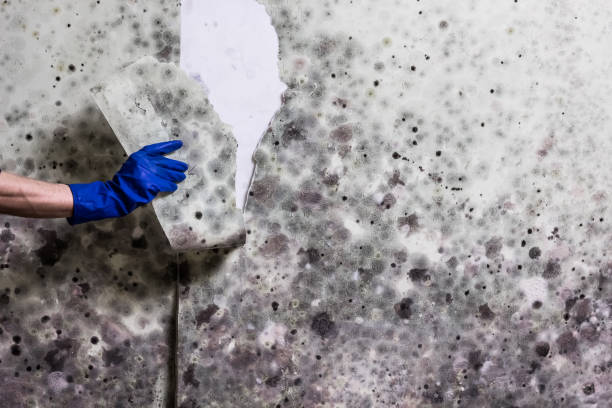 Best Black Mold Removal  in Morgantown, MS